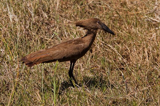 133 Okavango Delta, hamerkop.jpg